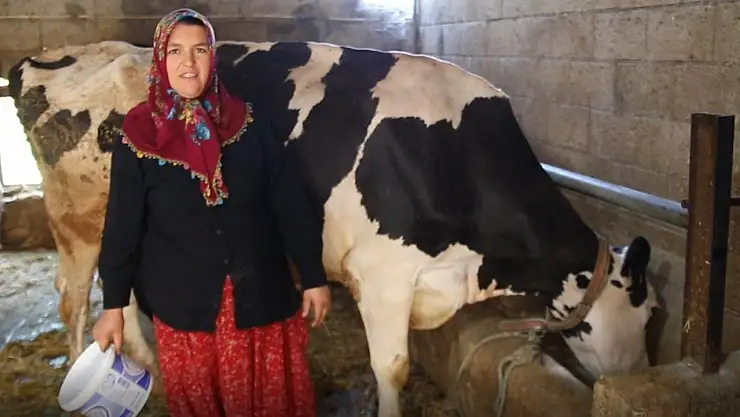 2 inekle başladı sıfır kilometre araç sahibi oldu