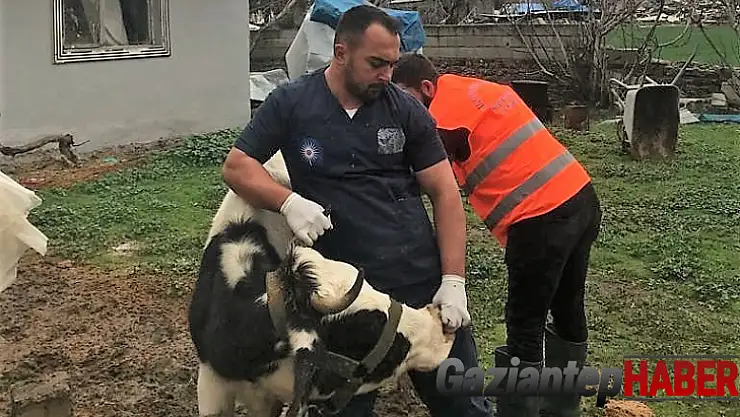Antalya Büyükşehir Belediyesi'nden Gaziantep'te veterinerlik hizmeti