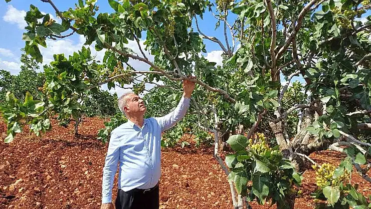 Antep fıstığı rekoltesinde yüzde 50 düşüş bekleniyor