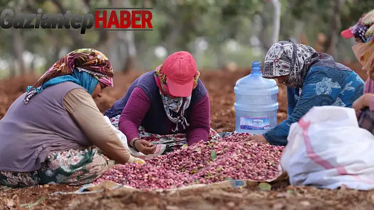 Antep fıstığını kavlatma mesaisi sürüyor