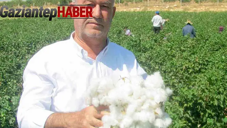 Araban Çukobirlik, 2024 yılı pamuk fiyatını açıkladı