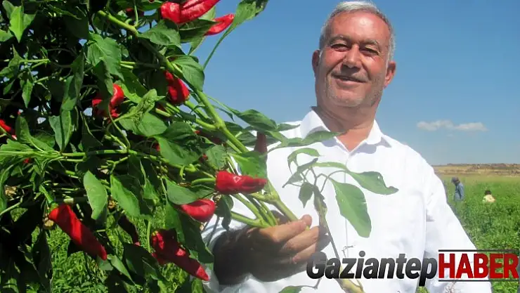 Araban'da biber hasadına başlandı