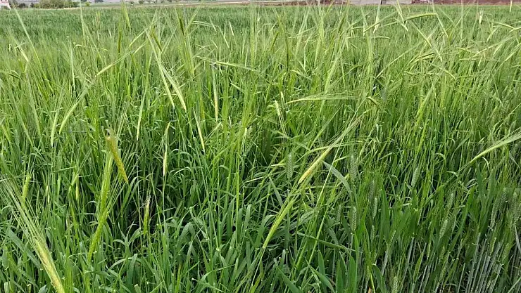 Araban'da etkili olan yağmur çiftçinin yüzünü güldürdü