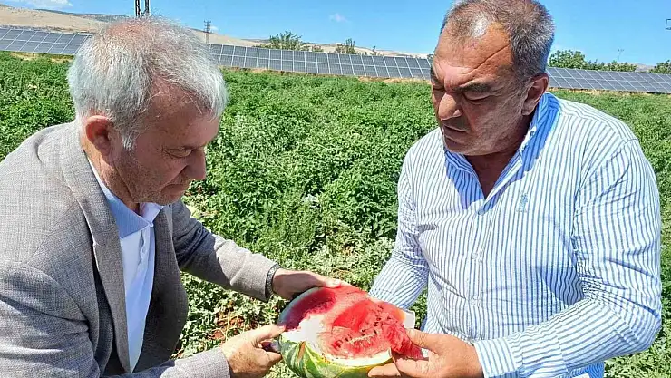 Araban'da karpuz hasadı başladı