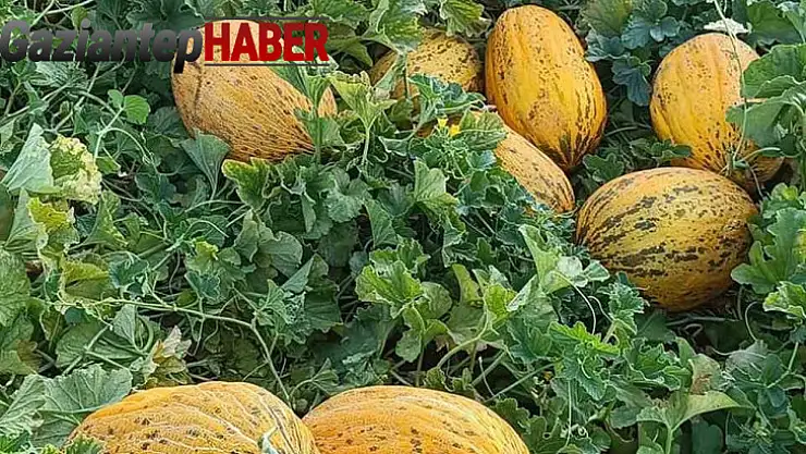 Araban'da kavun hasadı başlandı