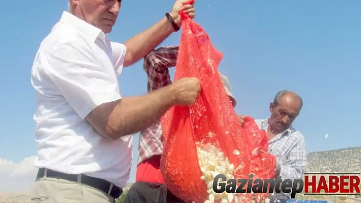 Araban'da sarımsak dikimi başladı