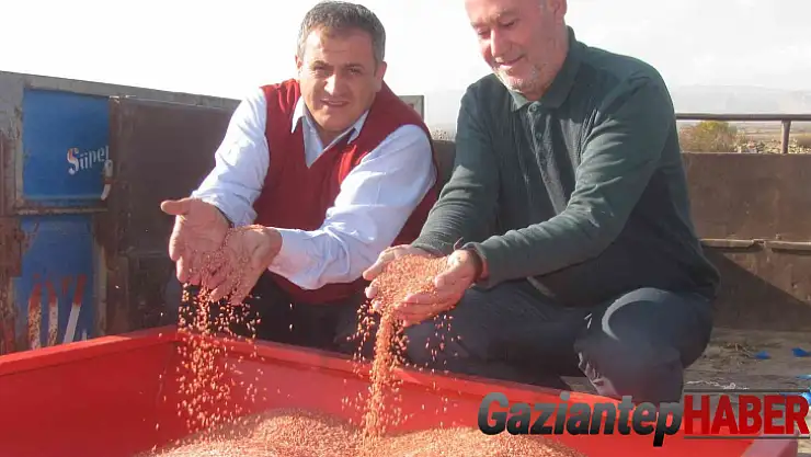Araban Ovası'nda makarnalık buğday ekimine başlandı