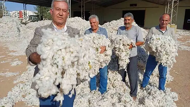 Araban Ovası'nda makinalı pamuk hasadı buruk başladı