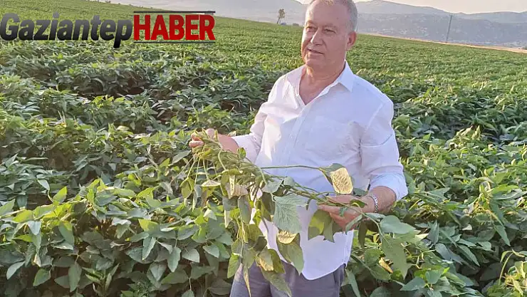 Arabanlı çiftçiler alternatif ürün olarak soya ekimine başladı