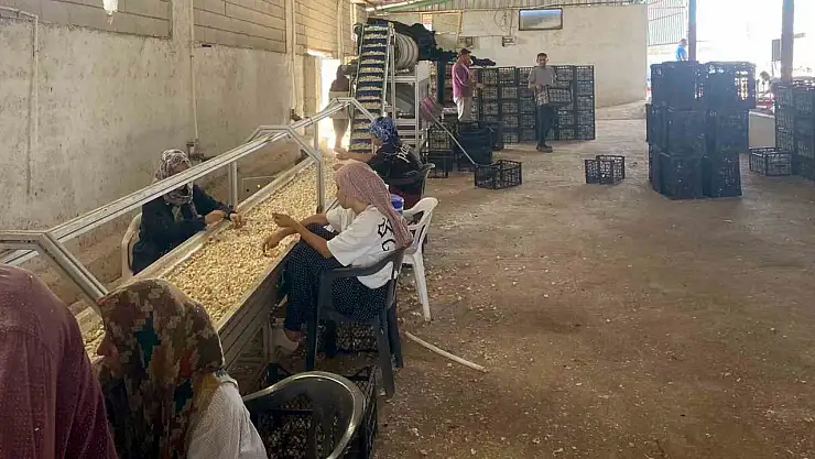 Arabanlı sarımsak çiftçisi, Ata tohumu tesisi kurdu