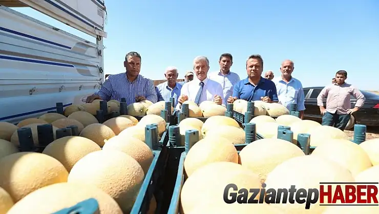 Başkan Tahmazoğlu, çiftçilerle ekti çiftçilerle topladı