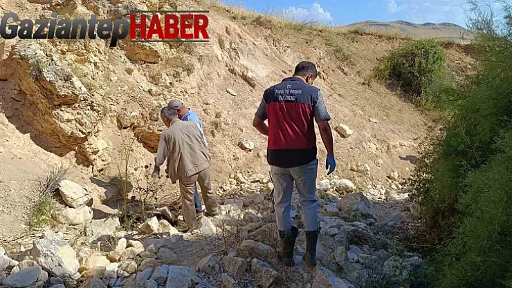 Biri uçurumdan atlayınca diğerleri peşinden koştu: 43 koyun telef oldu