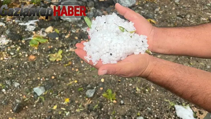 Dolu yağışı zeytin ağaçlarına zarar verdi