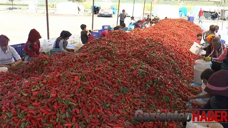 Ekmeklerini acıdan çıkartıyorlar