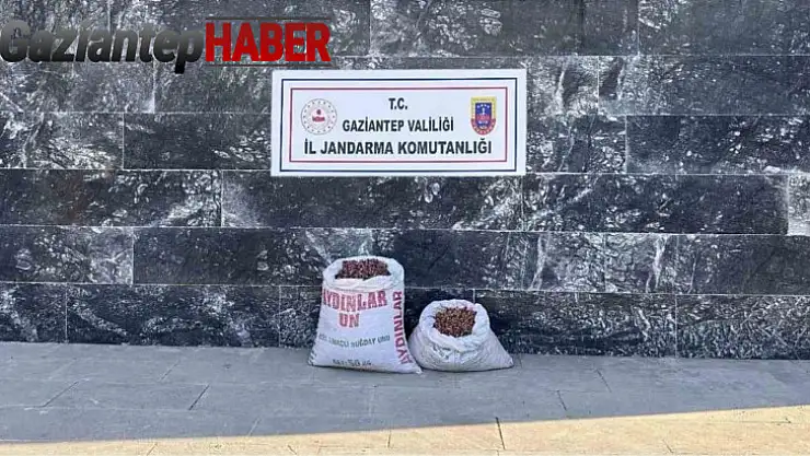 Fıstık hırsızı 6 şahsa jandarmadan suçüstü