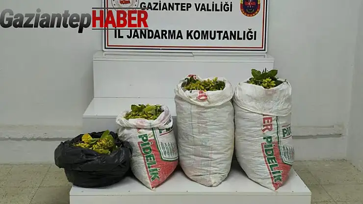 Fıstık hırsızlığı şüphelisi 2 şahıs tutuklandı