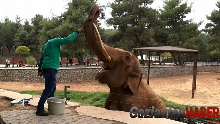 Gabi ve Pili'nin hayallerini korona virüs suya düşürdü