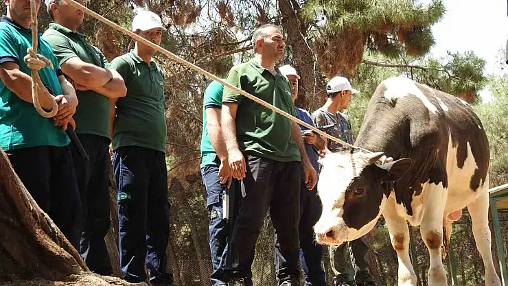 Gaziantep Büyükşehir, kurban yakalama timi bayrama hazır