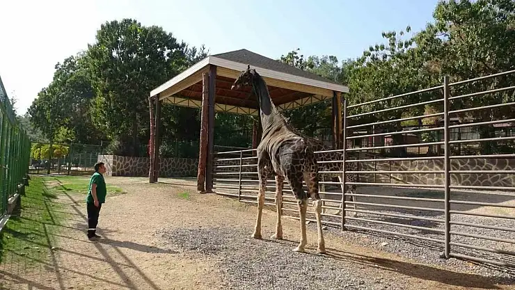 Gaziantep Doğal Yaşam Parkı'nın maskotu zürafa öldü