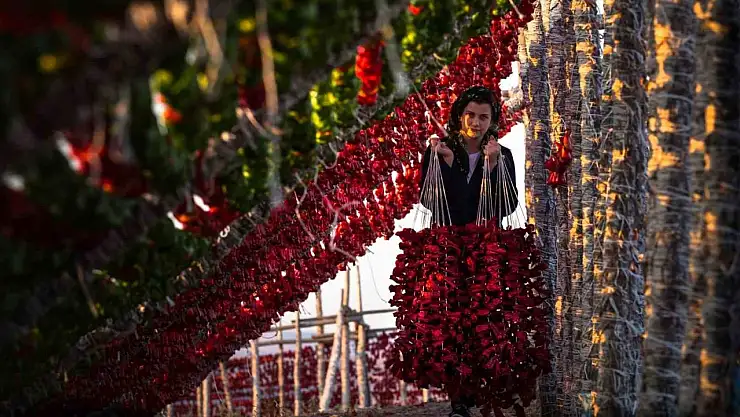 Gaziantep sebze kurutmalıkları küresel lezzet haline geldi