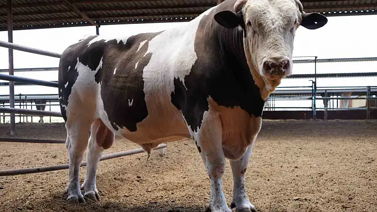 Gaziantep'te 1 ton 600 kiloluk dana fiyatıyla dudak uçuklatıyor