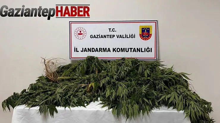 Gaziantep'te 158 kök kenevir bitkisi ele geçirildi: 4 gözaltı