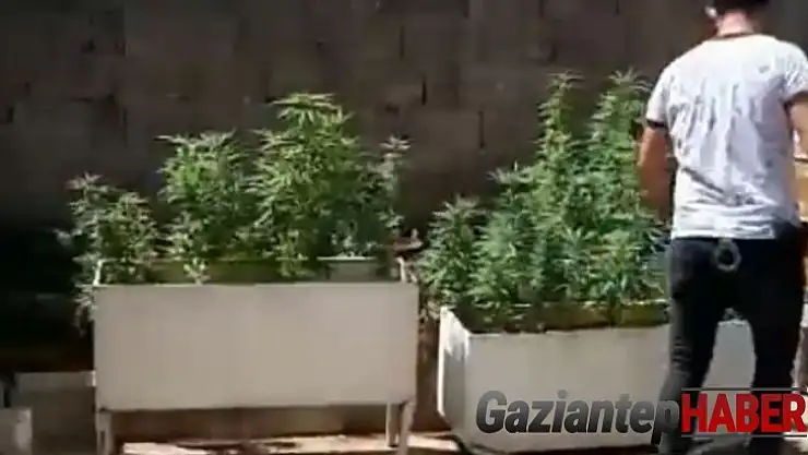 Gaziantep'te evin terasını kenevir bahçesine çevirmiş