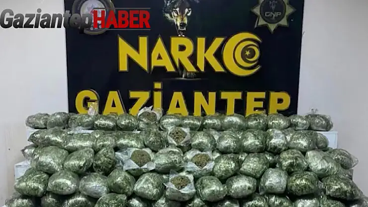 Gaziantep'te 80 kilo skunk ele geçirildi