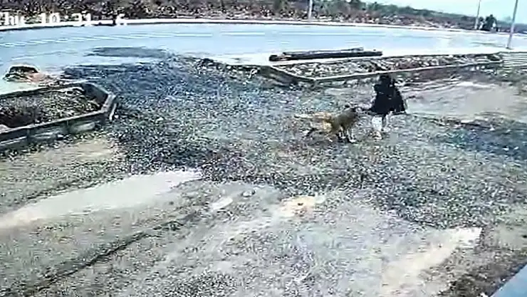 Gaziantep'te başıboş köpek kız çocuğuna saldırdı
