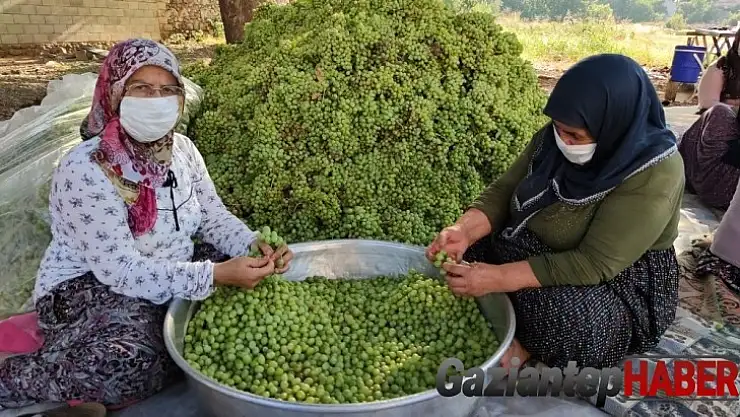 Gaziantep'te bir ilk 'koruk ekşisi'