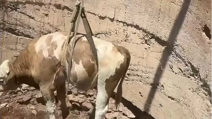 Gaziantep'te çukura düşen görme engelli dana kurtarıldı