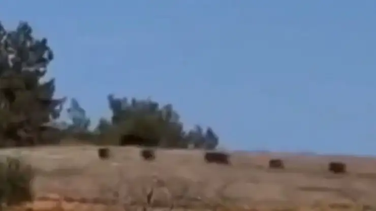 Gaziantep'te domuz sürüsü panik oluşturdu