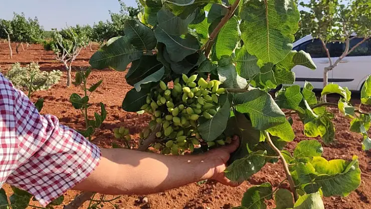 Gaziantep'te fıstık üreticileri gözlerine inanamadı