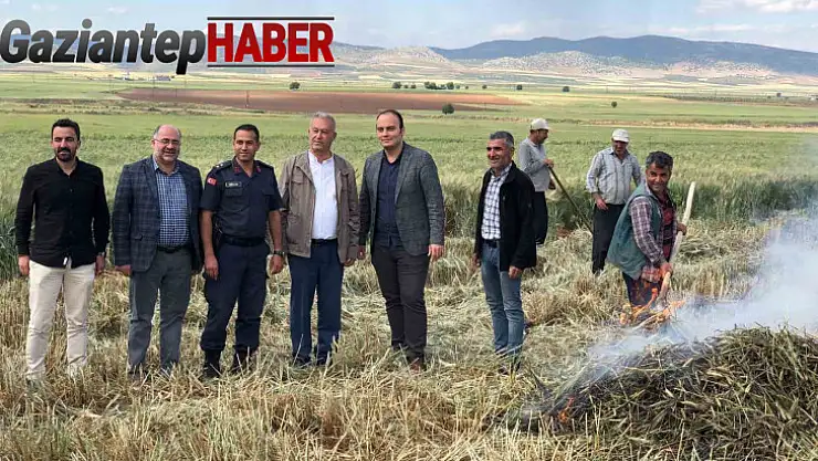 Gaziantep'te geleneksel yöntemlerle yapılan firik hasadı başladı