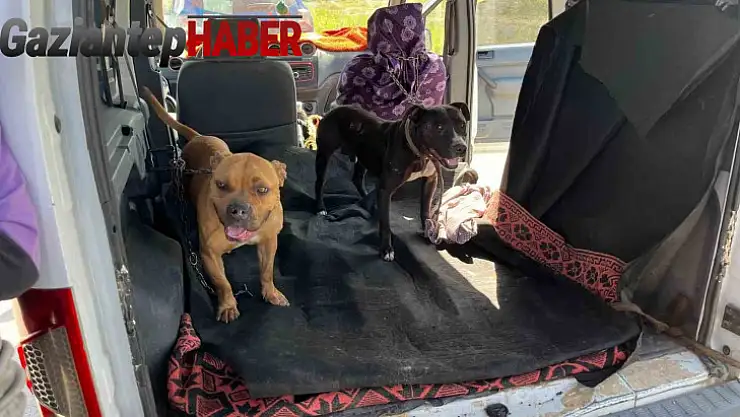 Gaziantep'te jandarma ekipleri yasak ırk 3 köpeğe el koydu