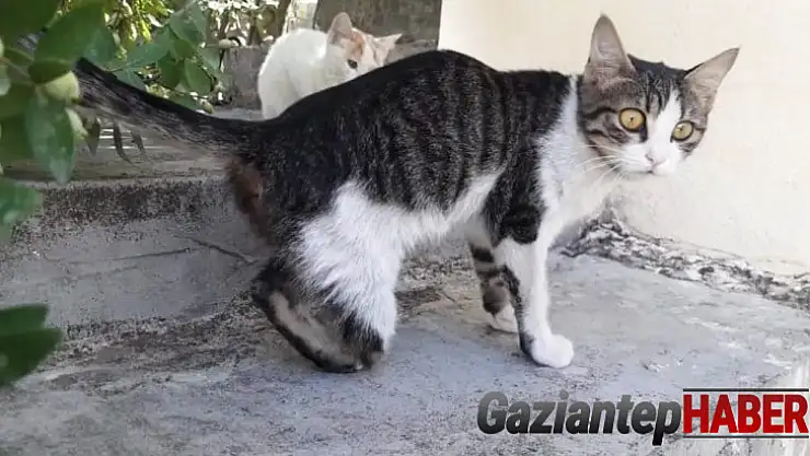 Gaziantep'te kedi vahşeti
