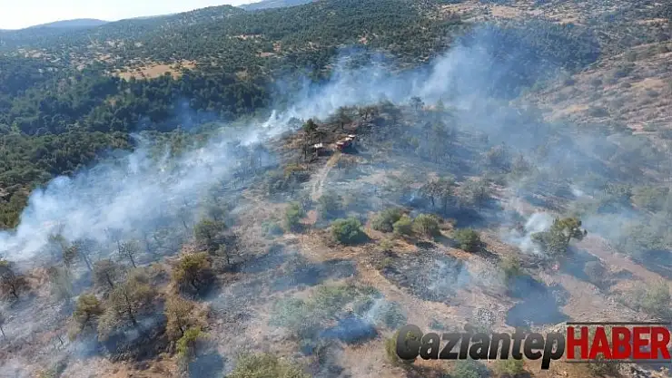 Gaziantep'te orman yangını