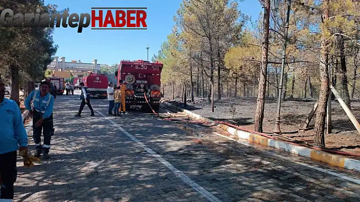 Gaziantep'te orman yangını