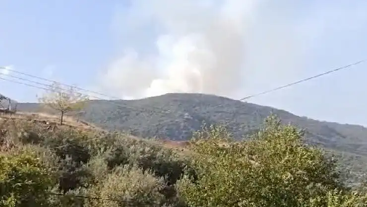 Gaziantep'te orman yangını