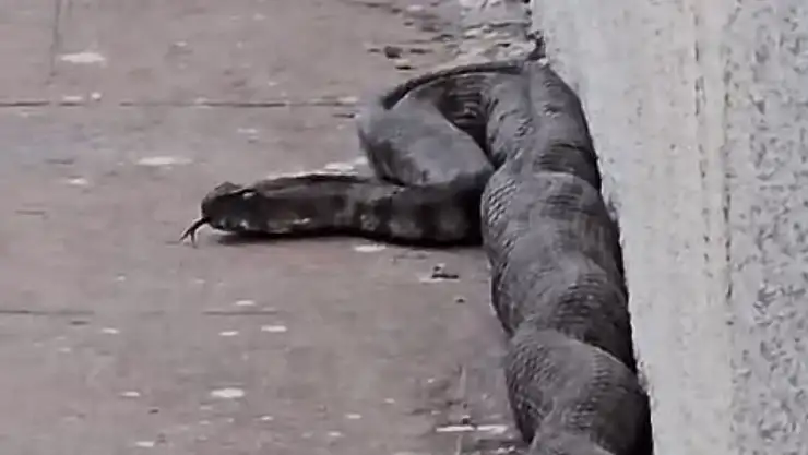 Gaziantep'te site bahçesinde yılan paniği