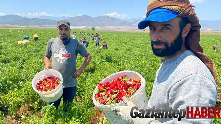 İslahiye'de 'acı' hasat