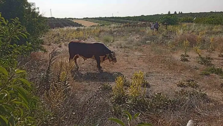 Kaçan kurbanlık dana kovalamaca sonrası yakalandı
