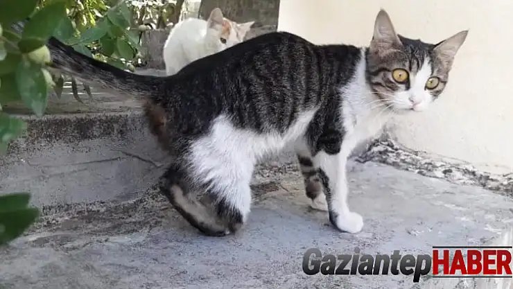 Kedi vahşetine soruşturma