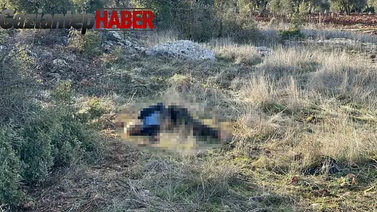 Kilis'te yaşlı adam ölü bulundu