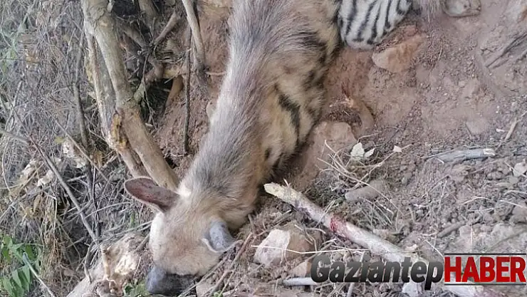 Nesli tükenme tehlikesi olan çizgili sırtlan bulundu