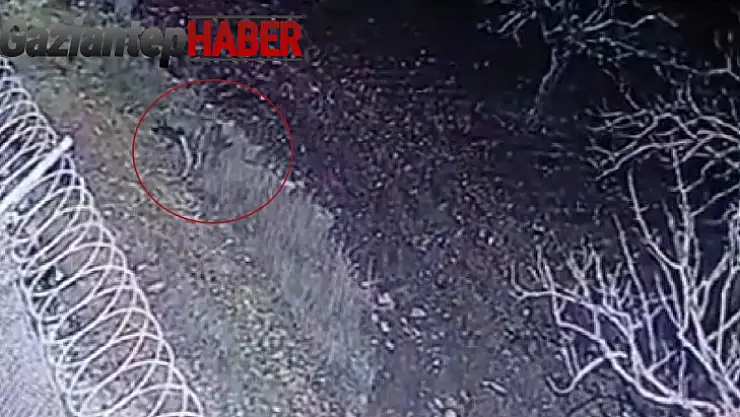 Nesli tükenme tehlikesi olan çizgili sırtlan, Gaziantep'te kameraya yakalandı
