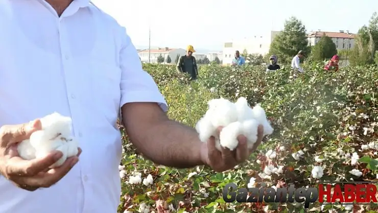 Gaziantep'te beyaz altın bereketi