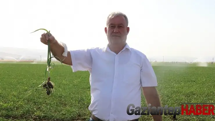 Tüketiciye sarımsak müjdesi