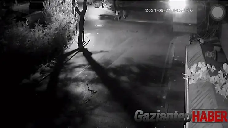 Uluslararası Kick Boks şampiyonu milli sporcuya hırsızlık şoku