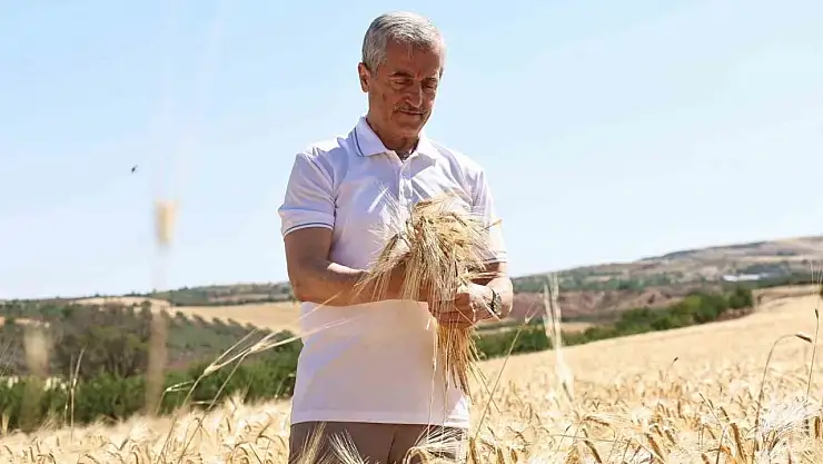 Şahinbey Belediyesi'nin dağıttığı arpalarda hasat sevinci yaşanıyor